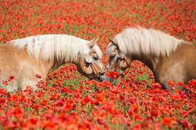 engagement-envers-la-race-chevaux-jument-lait-bio-copmed