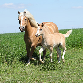 environnement de qualité pour les chevaux et les jument - lait bio copmed