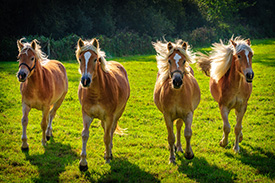 haute-qualite-chevaux-jument-lait-bio-copmed