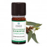 Eucalyptus actifs