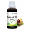 Gemmophytol prostate actifs