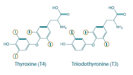 L'importance de l'iode dans la fabrication des hormones thyroïdiennes