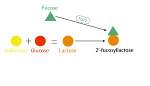 Fucosyltransférase