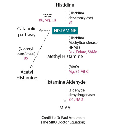 Schéma de l'intolérance à l'histamine