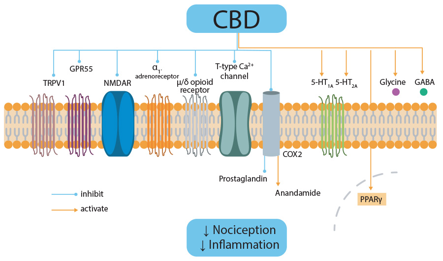 schéma action du CBD au niveau des récepteurs membranaires