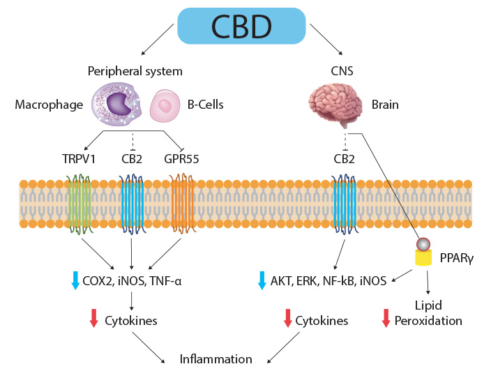 actions du CBD sur le cerveau, l'immunité et l'inflammation