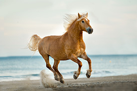 avenir-heureux-chevaux-jument-lait-bio-copmed