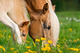 respect-des-cycles-naturels-chevaux-jument-lait-bio-copmed