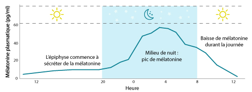 schéma de la sécrétion de mélatonine