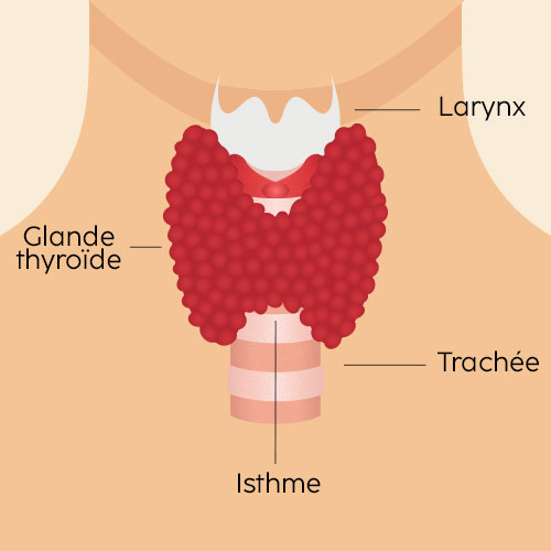Schéma de la thyroïde