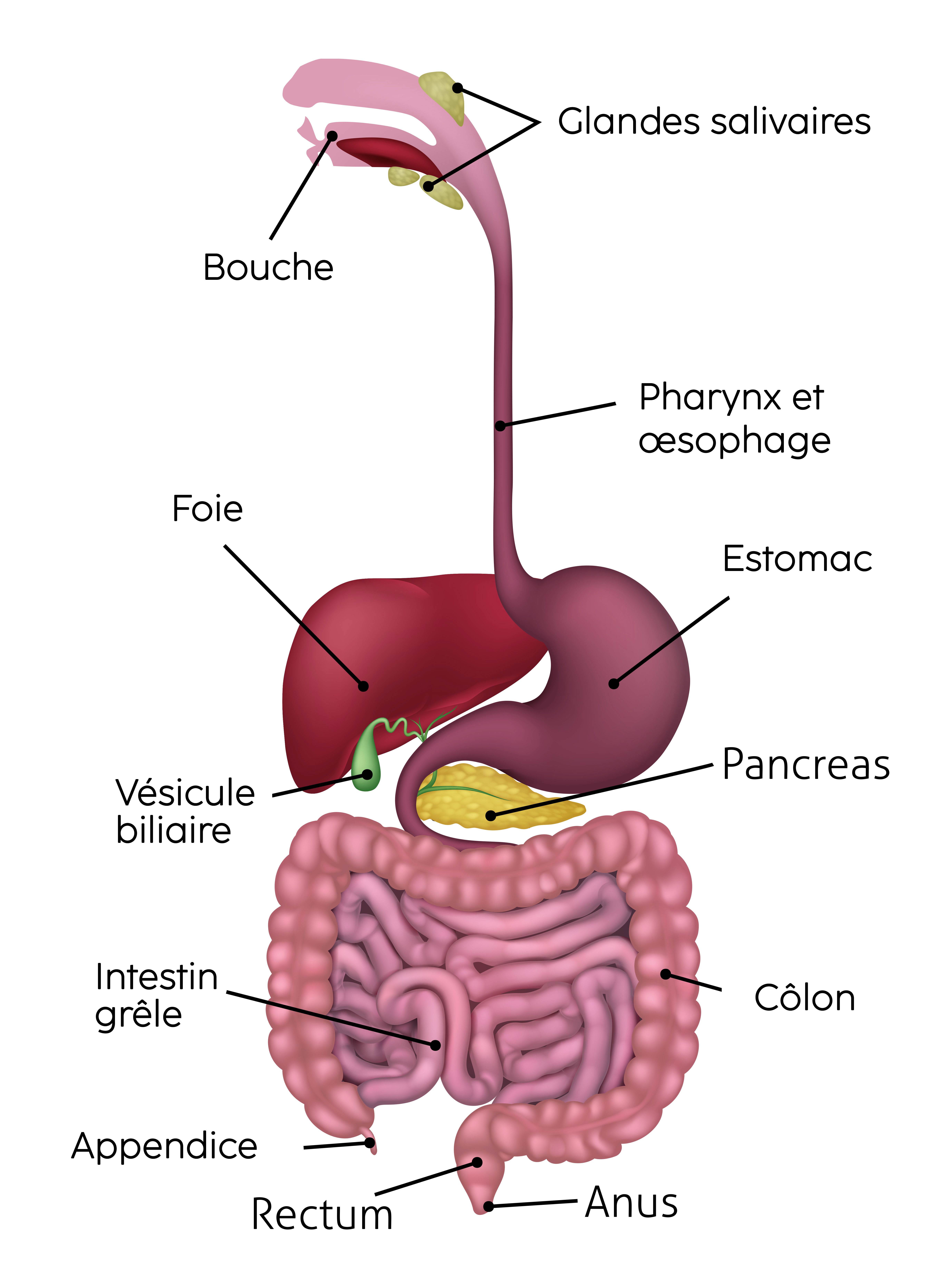 schéma du corps humain