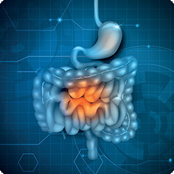 Comment Fibregum® renforce la barrière intestinale