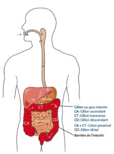 Démonstration de la digestibilité élevée de Fibregum™