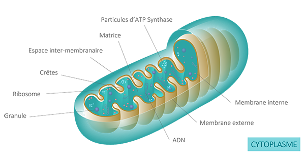 Zoom sur la structure des mitochondries