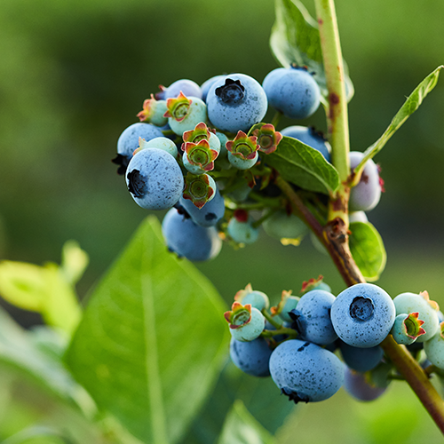 Les bienfaits de la baie de myrtille