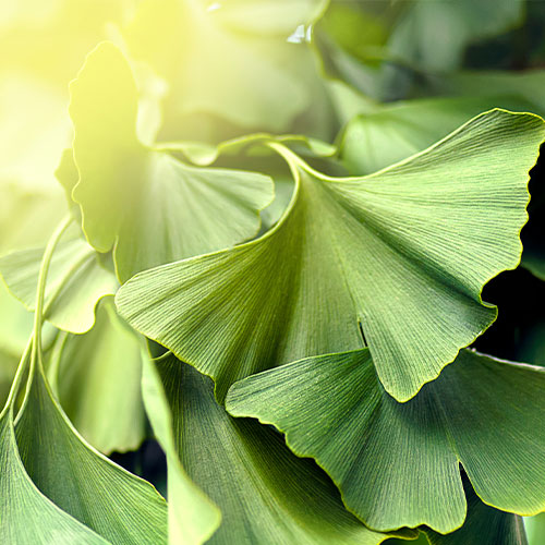 Les bienfaits du ginkgo biloba