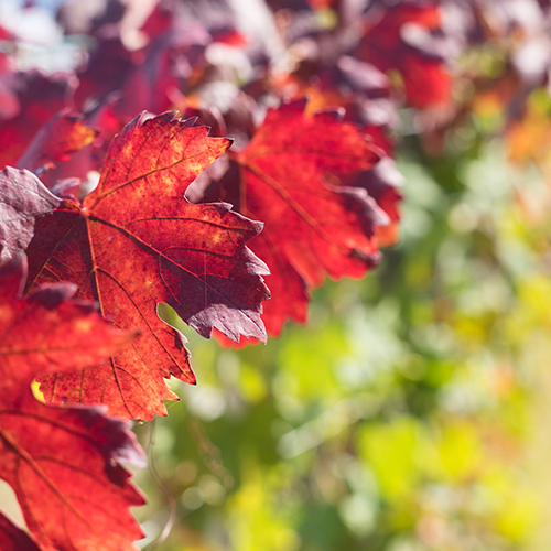 Les bienfaits de la vigne rouge