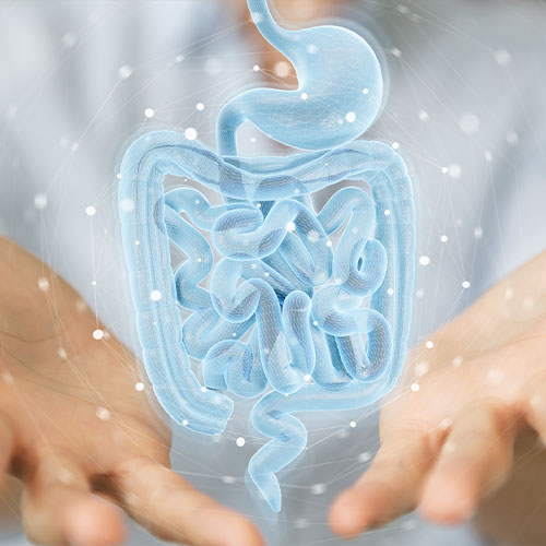 L'importance du microbiote intestinal