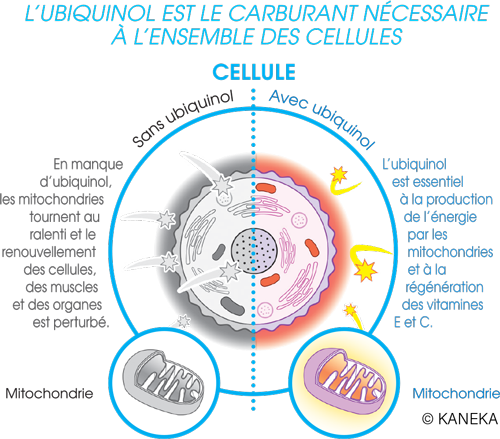 L'ubiquinol est impliqué dans la production d'énergie