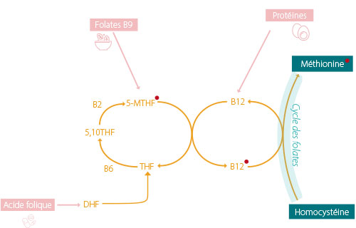 Schéma - cycle des folates dans le processus de méthylation