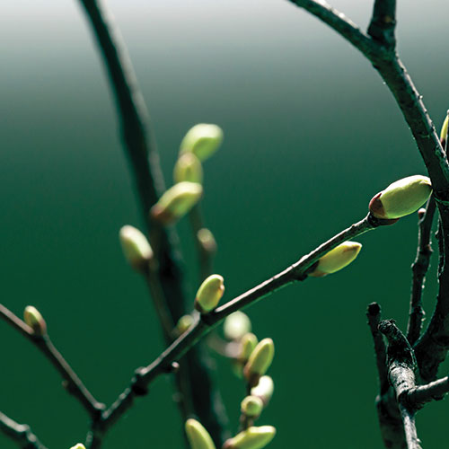 Des bourgeons de plantes