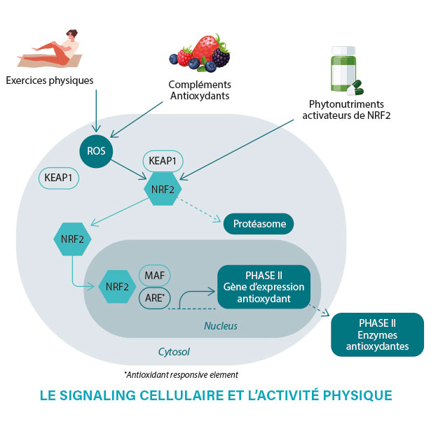 schema de signaling cellulaire et activité physique