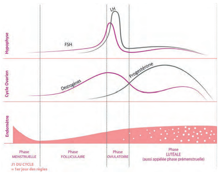 Le jeûne intermittent : ses effets sur le foie et le cycle menstruel