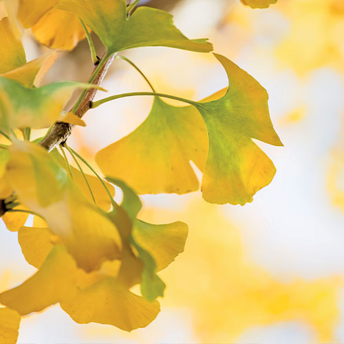 Feuille de ginkgo biloba