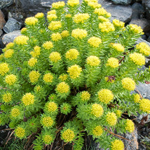 rhodiola rosea