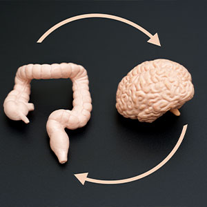 axe intestin-cerveau