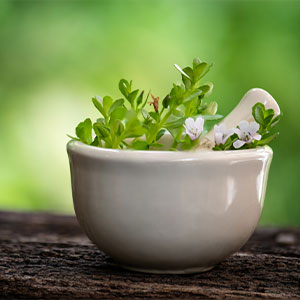 Le bacopa