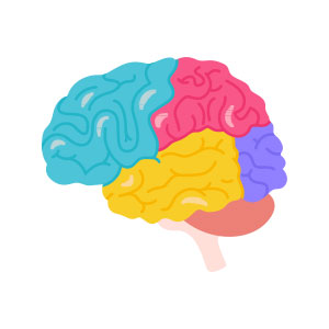 Les zones du cerveau