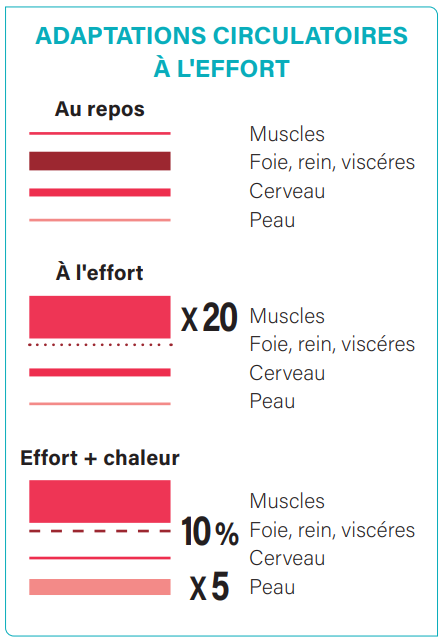 Adaptations circulatoires à l'effort schema