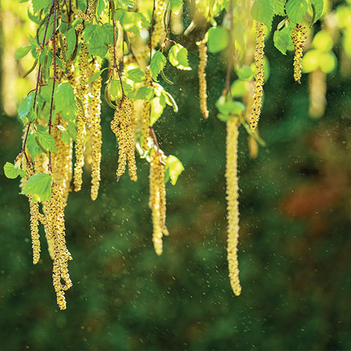 fleur avec pollen, un allergène