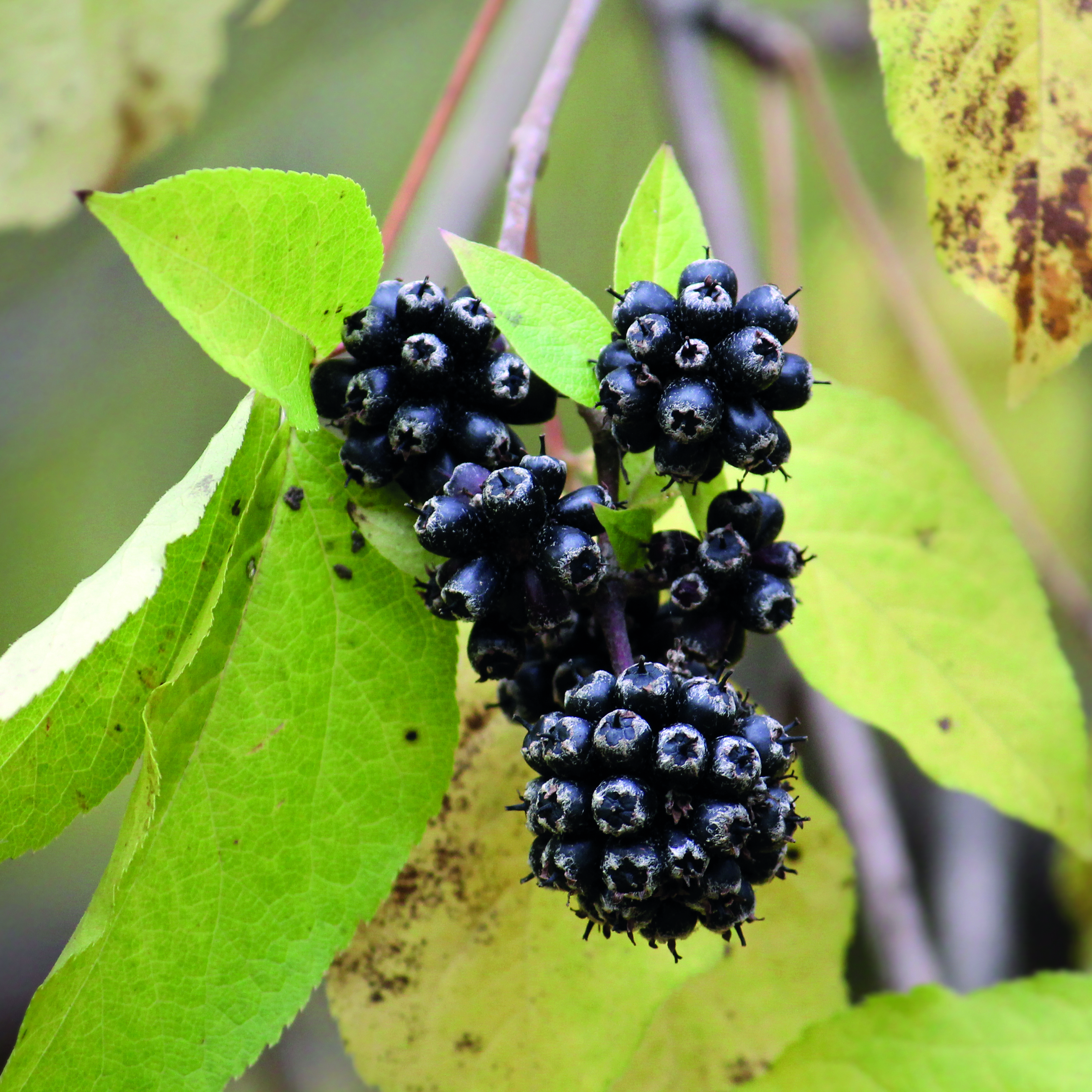 l'éleuthérocoque (fruit qui ressemble à une mure)