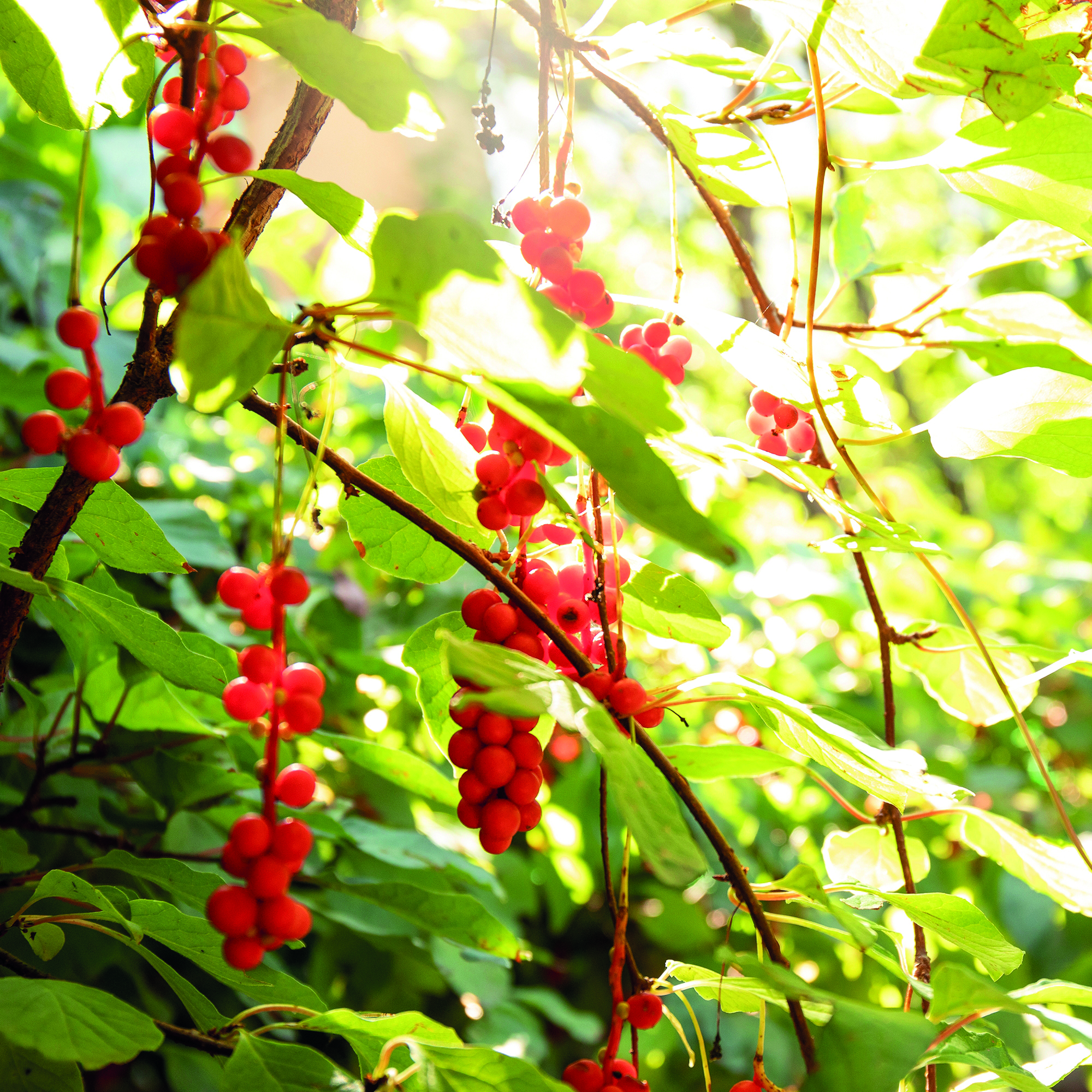 plantes avec fruits rouges