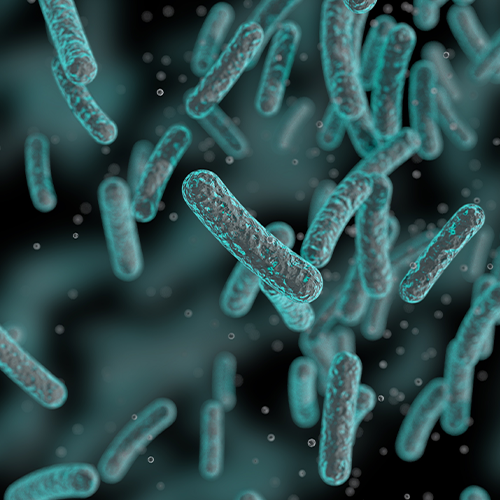 Microbiote intestinal