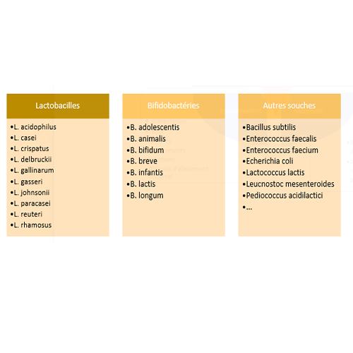 Tableau lactobacilles et bifidobactéries