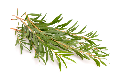 Actif naturel Tea tree