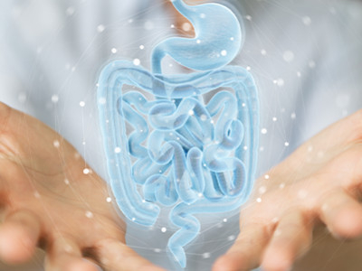 Fibregum™, une solution naturelle qui renforce la barrière intestinale au niveau cellulaire 