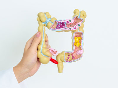 Comment fonctionne le système digestif humain ?